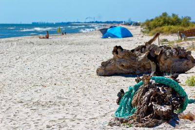 Close-up of horse on beach against clear sky