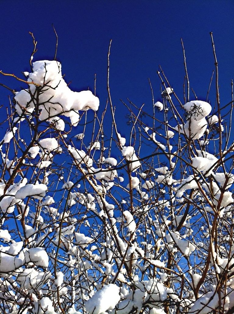 LOW ANGLE VIEW OF BARE TREES AGAINST CLEAR BLUE SKY