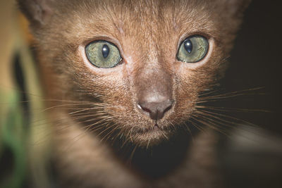 Close-up portrait of cat