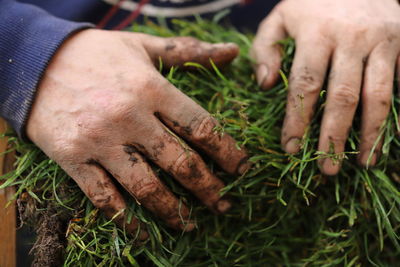 Close-up of hands holding grass