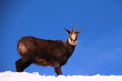 Low angle view of deer standing on snow against clear blue sky