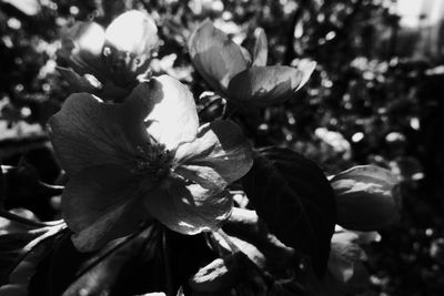 Close-up of flowering plant