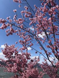 Low angle view of cherry blossoms against sky