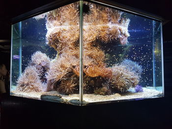 Close-up of jellyfish against sky seen through window