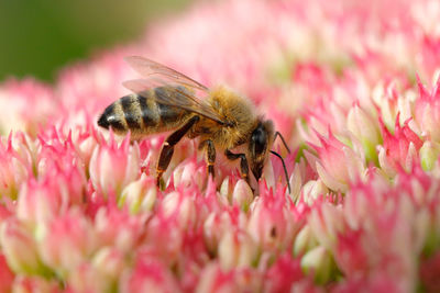 Close-up of honey bee on pink flower