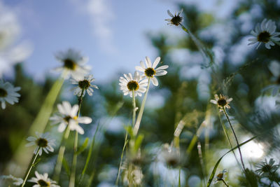 Close-up of flowering plants on field against sky