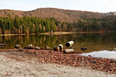 Swan on lake against mountain in forest