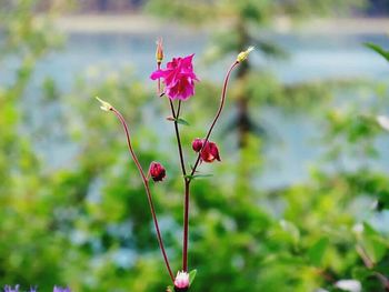 Close-up of pink flowers