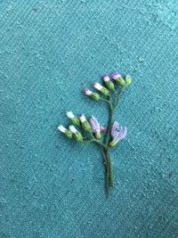 High angle view of purple flowering plant