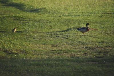 Bird on field by lake