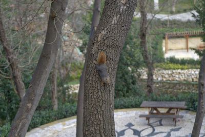 Close-up of tree trunk