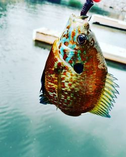 Close-up of fish hanging on bait over sea