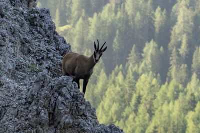 View of an animal on rock