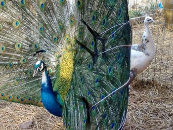 Close-up of peacock