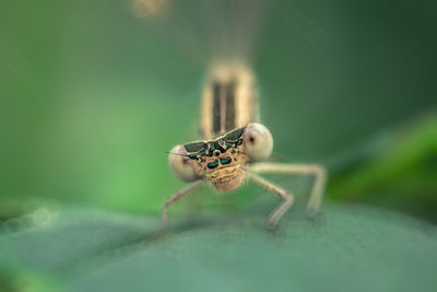 Close-up of insect on leaf