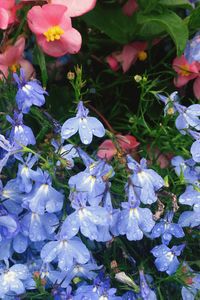 Close-up of purple flowers blooming outdoors