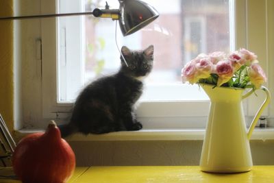 Cat looking away in vase on table at home