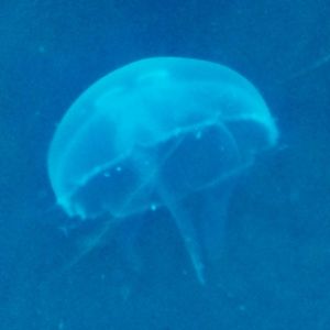 Jellyfish underwater