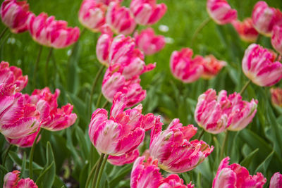 Close-up of pink flowering plants