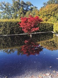 Red flowering plants by lake against sky during autumn