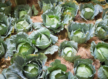 High angle view of cabbages growing in garden