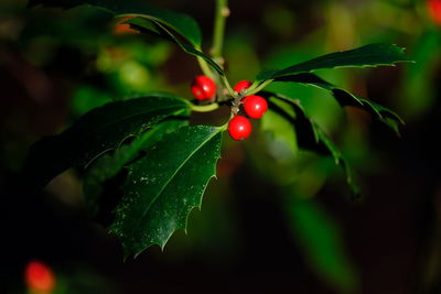 Close-up of red berries growing on tree