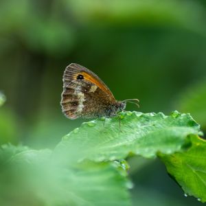 Close-up of butterfly on leaf