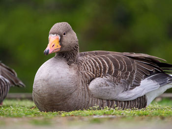 Close-up of duck on field