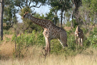Giraffe standing in a field
