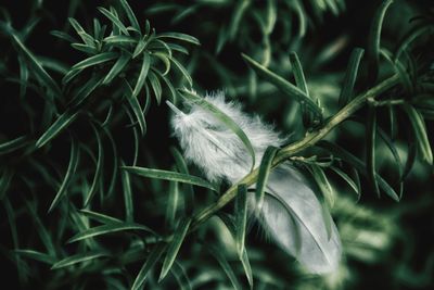 Close-up of feather on plant