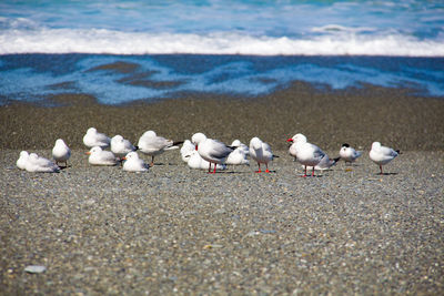 Seagulls on beach