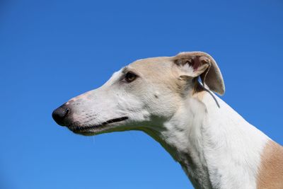 Close-up of a dog looking away against blue sky