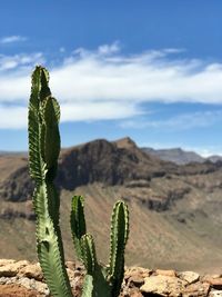 Cactus growing in desert against sky