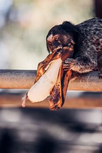 Monkey eating banana while sitting on pipe