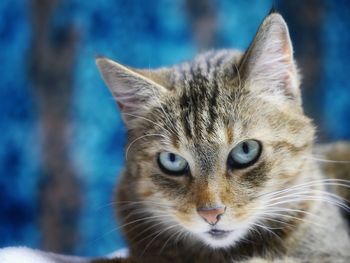 Tabby cat with blue eyes