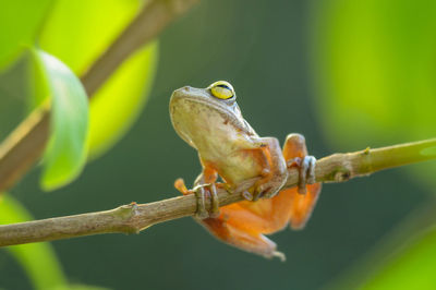 Close-up of bird perching on branch