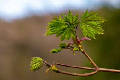 Close-up of green leaves on plant