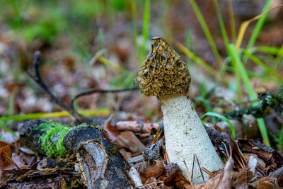 Close-up of mushroom growing on field