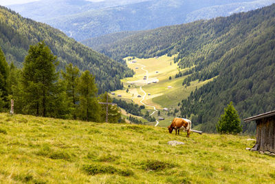 Cow grazing in a valley