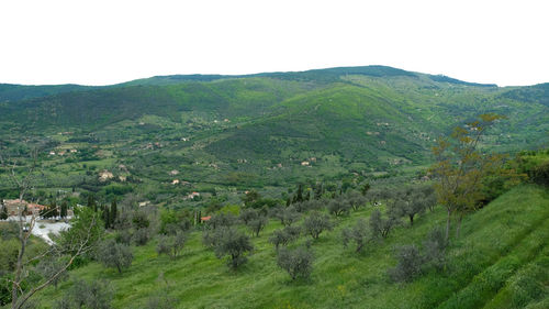 Scenic view of field against clear sky