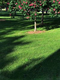 View of flowering plants in park