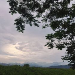 Trees on landscape against sky