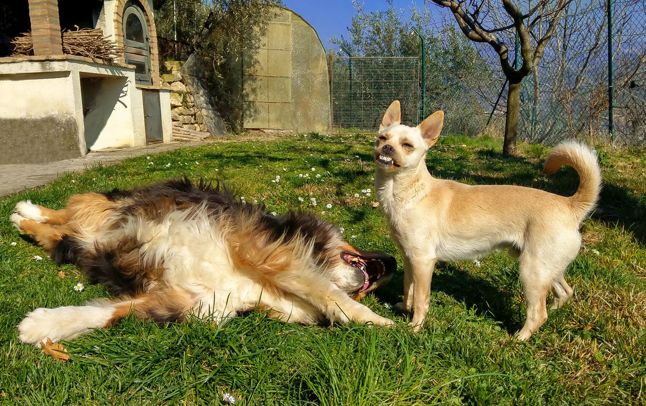 VIEW OF A DOG LYING ON GRASS