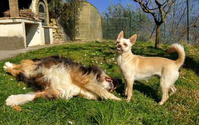 View of a dog on field