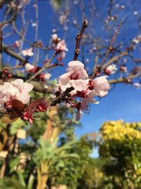 Close-up of cherry blossoms in spring