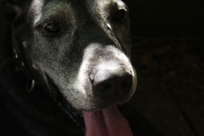 Close-up portrait of a dog