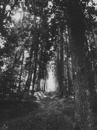 Trees growing in forest