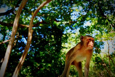 Low angle view of monkey on tree