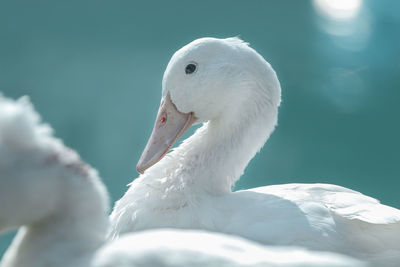 Close-up of swan swimming in lake