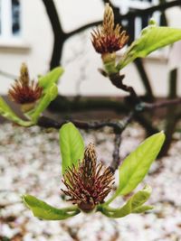 Close-up of flowering plant